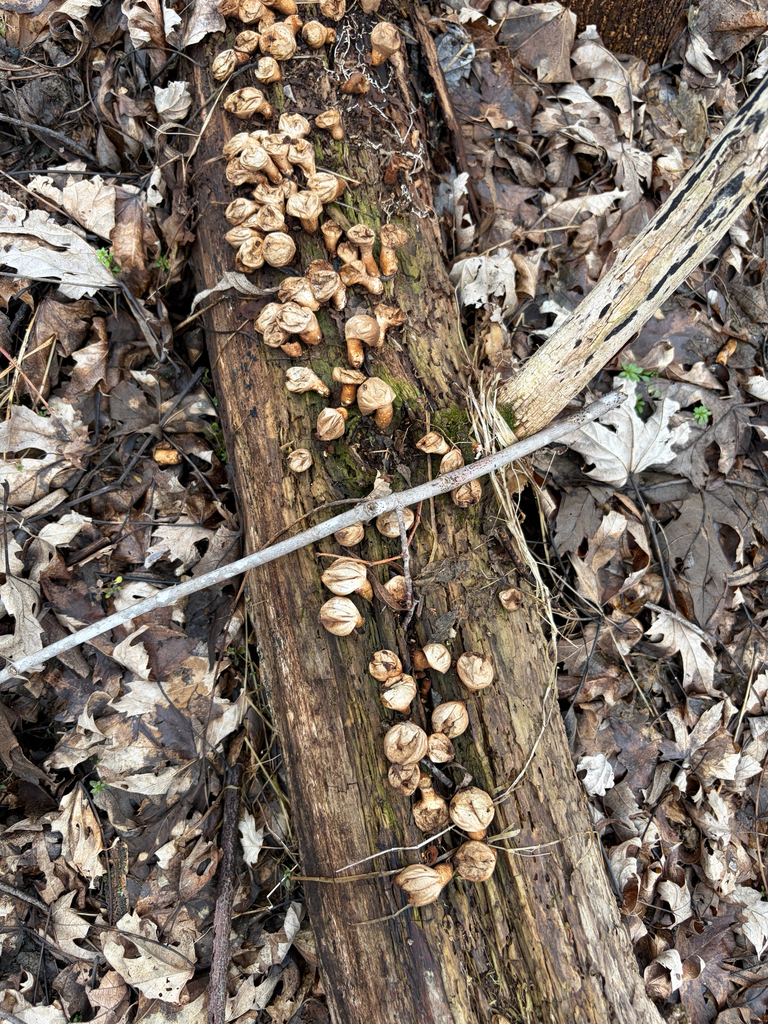 Apioperdon pyriforme · March 2026 · photo: © kefreecomo (iNaturalist, cc-by)