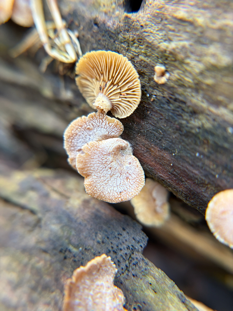 Panellus stipticus · March 2026 · photo: © kefreecomo (iNaturalist, cc-by)