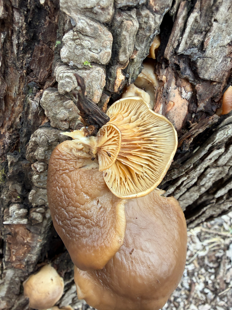 Pleurotus ostreatus · March 2026 · photo: © kefreecomo (iNaturalist, cc-by)