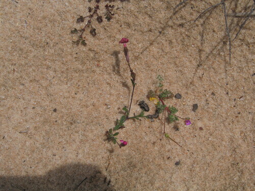 Iberian Scabriflora (Silene scabriflora)