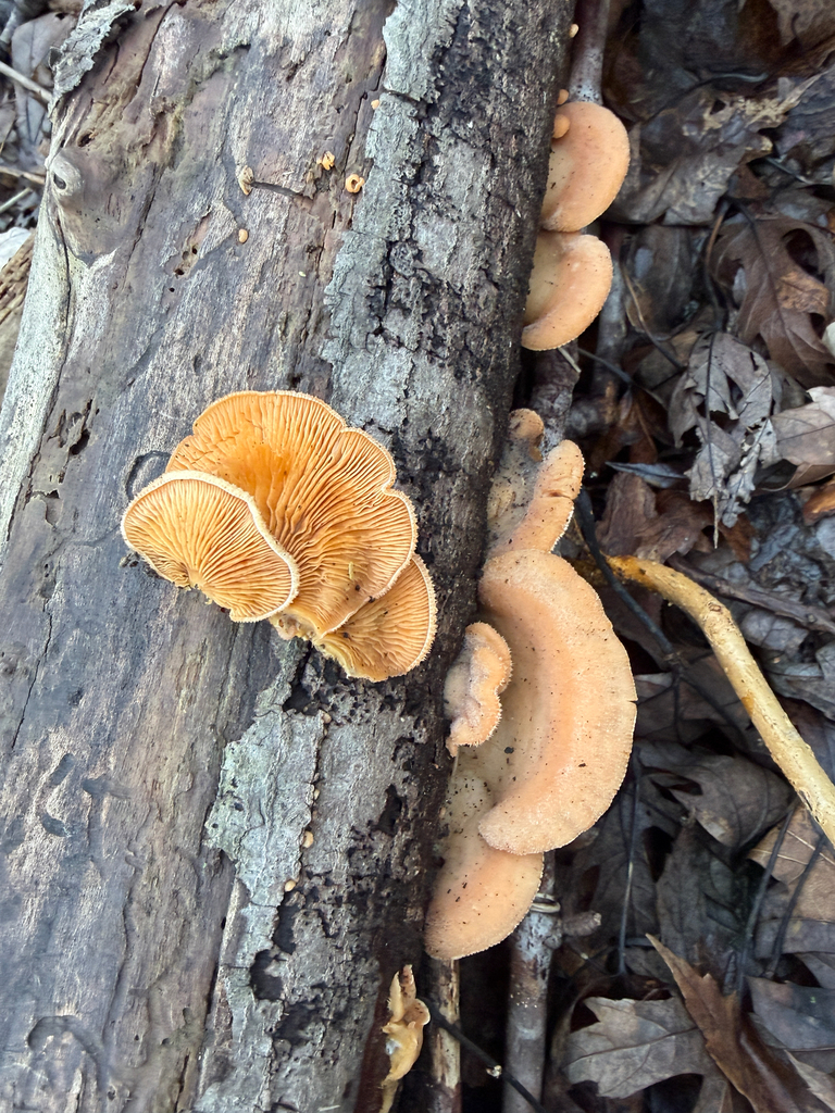 Phyllotopsis nidulans · March 2026 · photo: © kefreecomo (iNaturalist, cc-by)