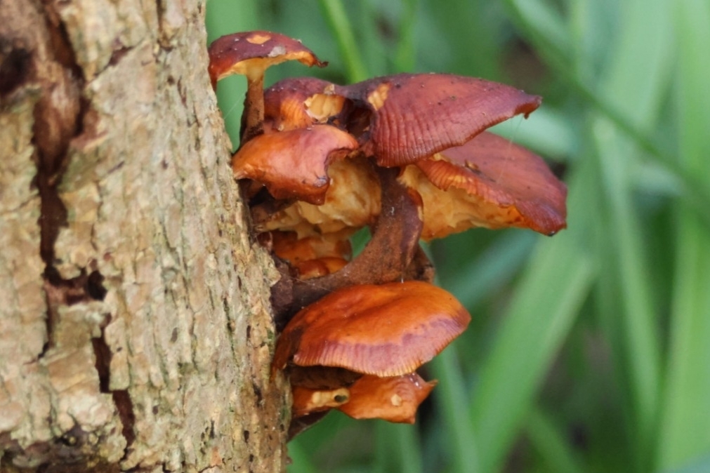 Flammulina · March 2026 · photo: © ikelman (iNaturalist, cc0)