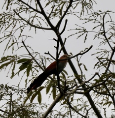 Piaya cayana