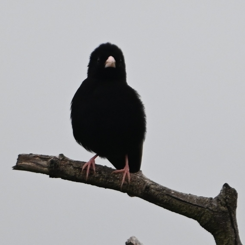 Dusky Indigobird (Vidua funerea), photo 3