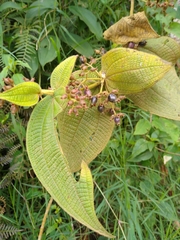 Miconia domociliata