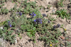 Dracocephalum paulsenii