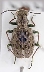 Elaphrus riparius