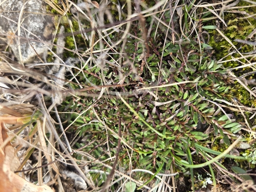 slender pinweed (Lechea tenuifolia)