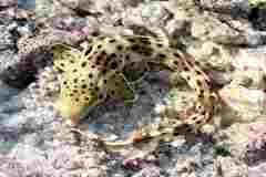 Hemiscyllium ocellatum
