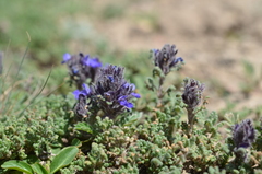 Dracocephalum paulsenii