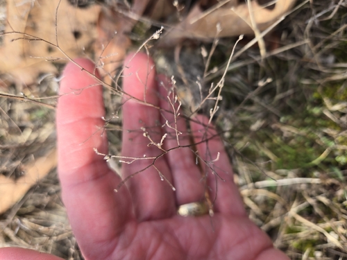 Lechea tenuifolia, photograph 6