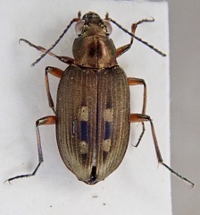 Bembidion velox
