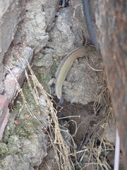 Darevskia portschinskii