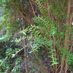 Metrosideros stipularis