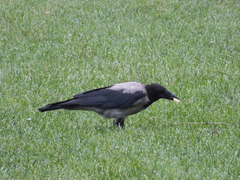 Corvus cornix