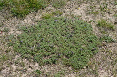 Dracocephalum paulsenii