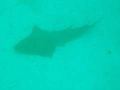 Rhynchobatus australiae