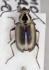Bembidion striatum