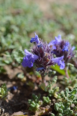 Dracocephalum paulsenii