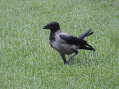 Corvus cornix