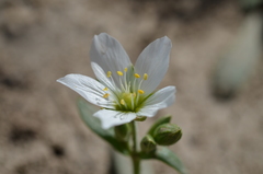 Cerastium maximum