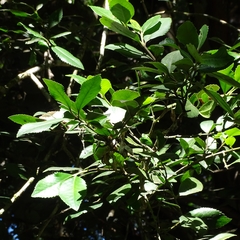 Laureliopsis philippiana