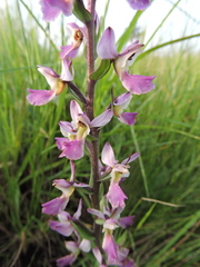 Brachycorythis ovata welwitschii