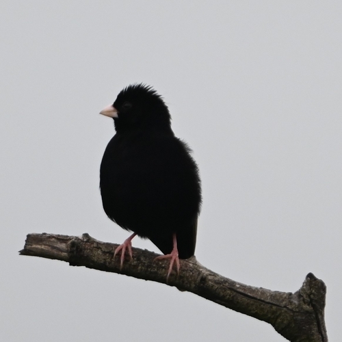 Dusky Indigobird (Vidua funerea), photo 4