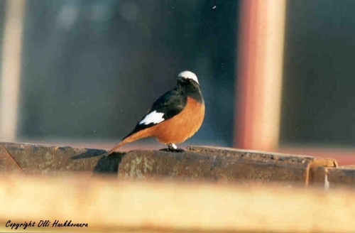 White-winged Redstart, Iittala, Hämeenlinna, Suomi, photo 5 of 10