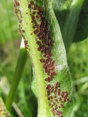 Puccinia montana