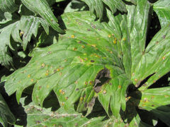 Puccinia actaeae-elymi