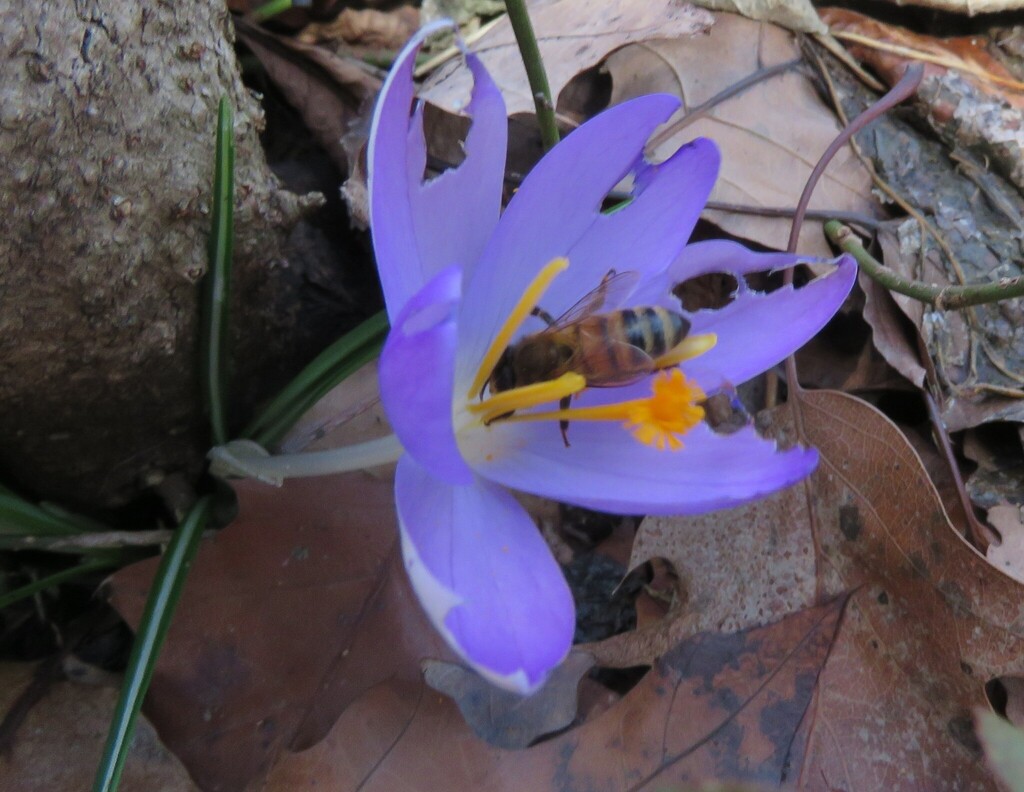 Western Honey Bee from Iuka Ravine, Columbus, OH 43201, USA on March 6 ...