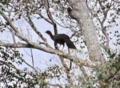 Penelope ochrogaster