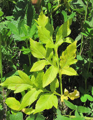 Puccinia agasyllidis