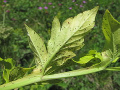 Puccinia agasyllidis