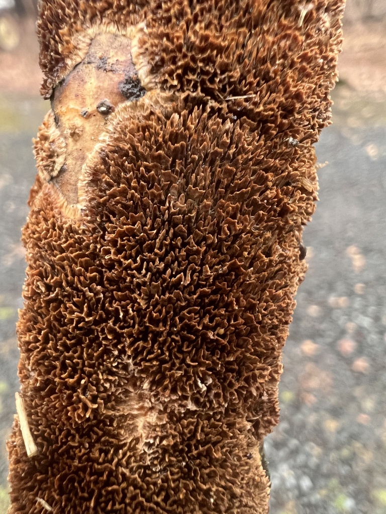 Hydnoporia olivacea · March 2026 · photo: © ryman56 (iNaturalist, cc0)