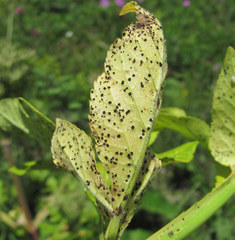 Puccinia agasyllidis