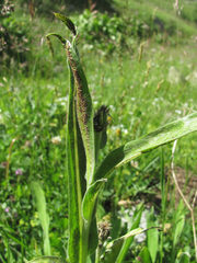 Puccinia montana