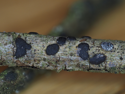 Blasiges Eckenscheibchen