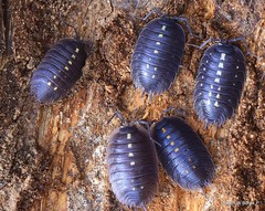 Porcellio messenicus