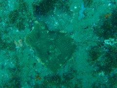 Pseudodiploria clivosa