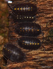 Porcellio messenicus
