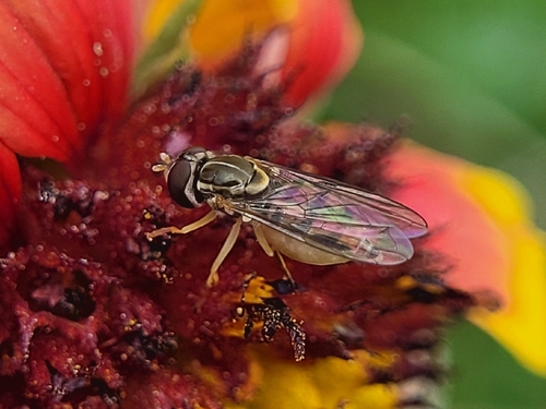 Unknown species found near Houston, TX 77070, USA