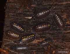 Porcellio messenicus