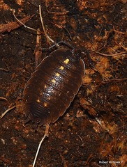 Porcellio messenicus