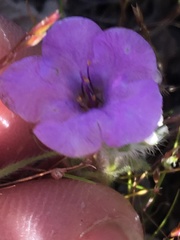 Phacelia pulchella