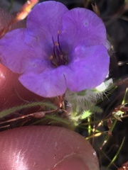 Phacelia pulchella