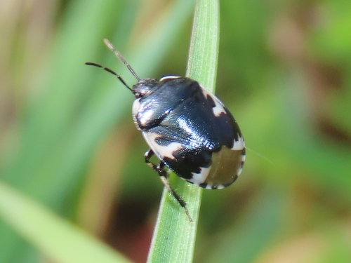 Pied shield bug, Voorschoten, Nederland, photo 10 of 10