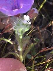 Phacelia pulchella