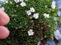 Veronica planopetiolata